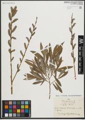 Foto von Salix purpurea L.